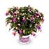 Fuchsia, Stående, Bella Mariska