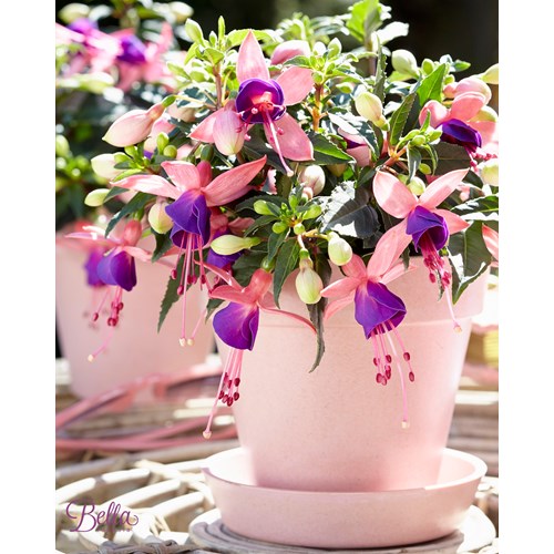 Fuchsia, Stående, Bella Mariska
