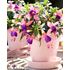 Fuchsia, Stående, Bella Mariska