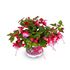 Fuchsia, Hängande, Bella Lydia