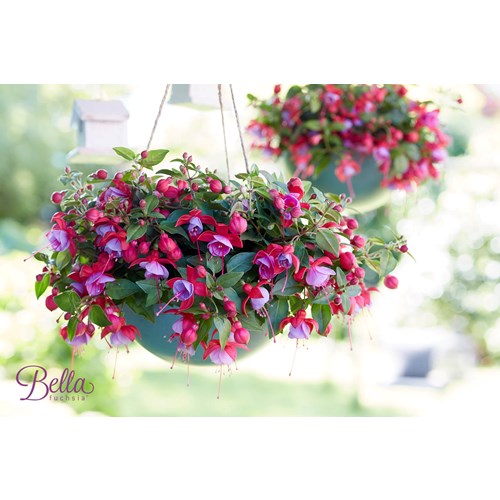 Fuchsia, Hängande, Bella Lydia