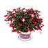 Fuchsia, Stående, Bella Evita
