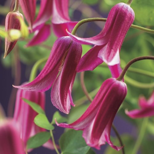 Klematis, Princess Diana