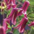 Klematis, Princess Diana
