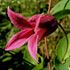 Klematis, Princess Diana
