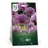 Allium, Cristophii