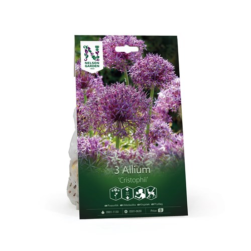 Allium, Cristophii
