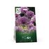 Allium, Cristophii