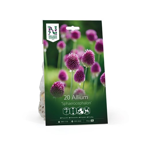Allium, Sphaerocephalon