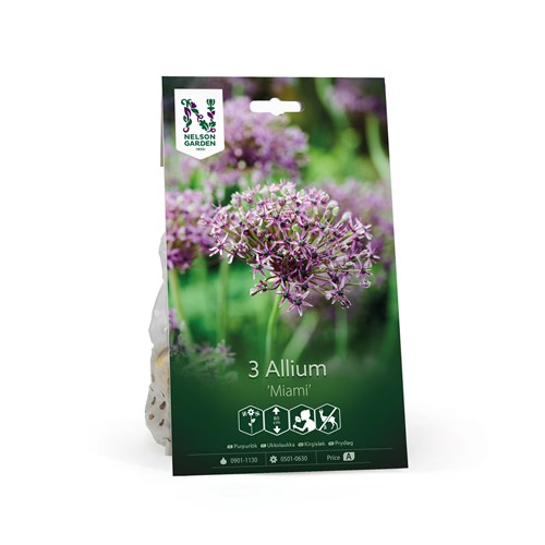 Allium, Miami