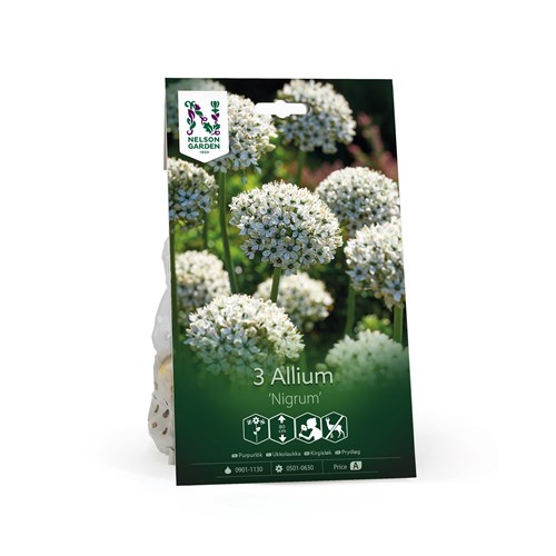 Allium, Nigrum