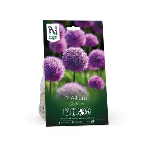 Allium, Gladiator