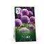 Allium, Gladiator