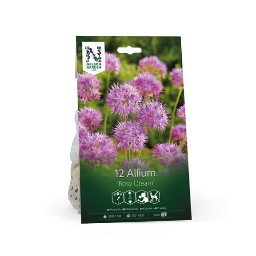 Allium, Rosy Dream