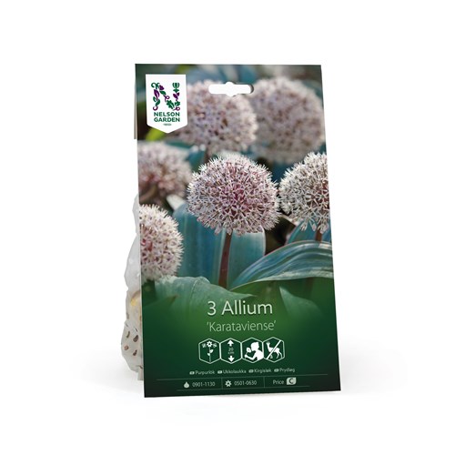 Allium, karataviense, Karataviense