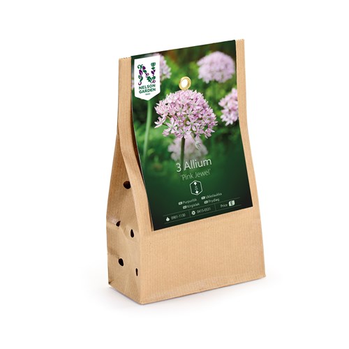 Allium, basalticum, Pink Jewel
