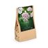 Allium, basalticum, Pink Jewel