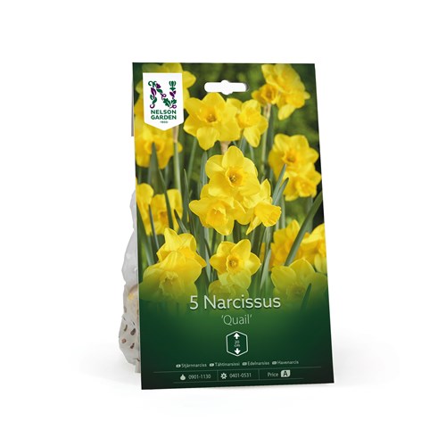 Narciss, botanisk, Quail