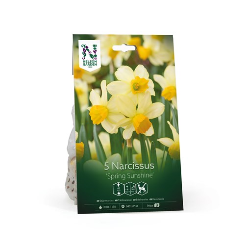 Narciss, Spring Sunshine