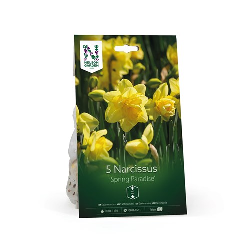 Narciss, dubbel, Spring Paradise