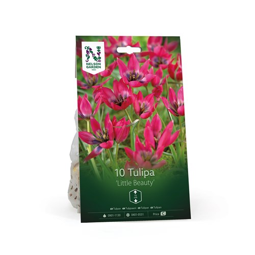 Tulpan, botanisk, Little Beauty
