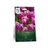 Tulpan, Triumf, Purple Flag