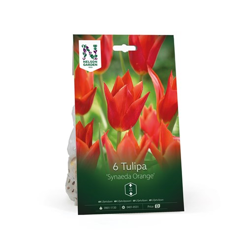 Tulpan, Lilje, Synaeda Orange