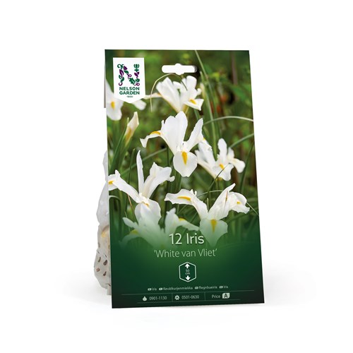 Iris, Holländsk, White Van Vliet