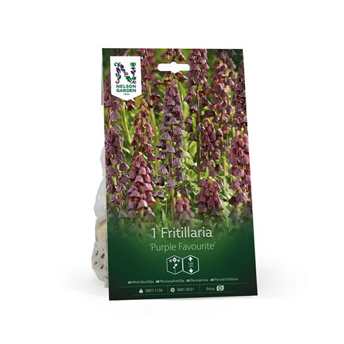 Klocklilja, Purple Favourite