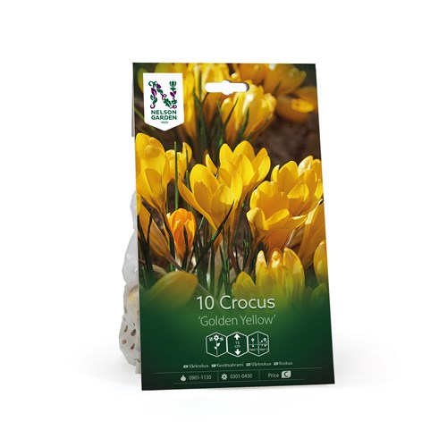 Krokus, storblommig, Golden Yellow