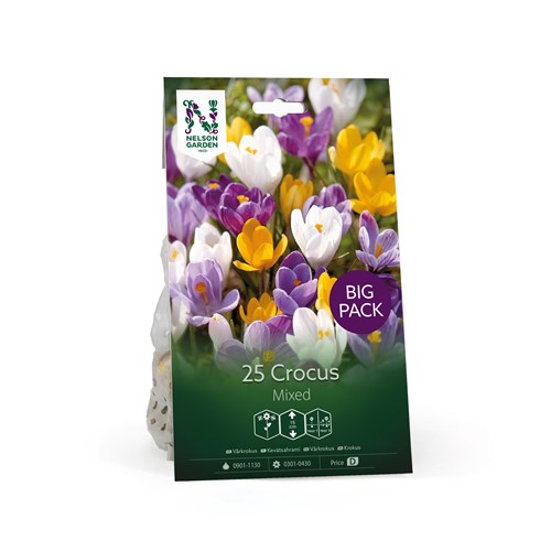 Krokus, storblommig, Mixed