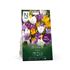 Krokus, storblommig, Mixed
