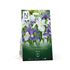 Perfect Partners, Iris, Spring breeze
