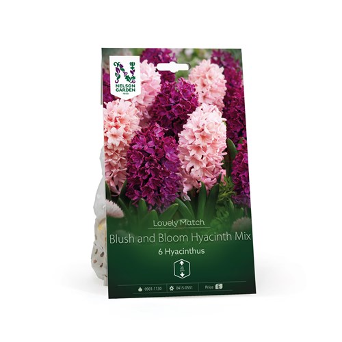 Perfect Partner, Hyacinter, Blush and Bloom