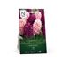 Perfect Partner, Hyacinter, Blush and Bloom