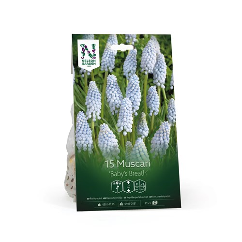 Pärlhyacint, Mörk pärlhyacint, Baby's Breath