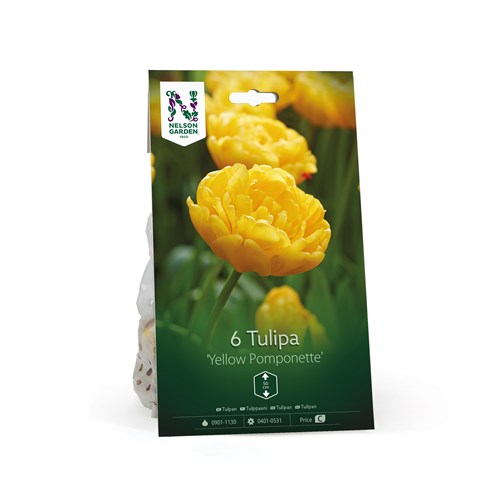 Tulpan, Sen dubbel, Yellow Pompenette