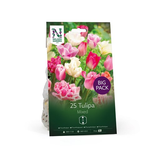 Tulpan, Triumf, Rosa/vit blandning