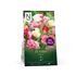 Tulpan, Triumf, Rosa/vit blandning