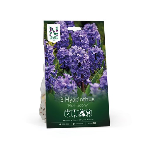 Hyacint, Blue Trophy