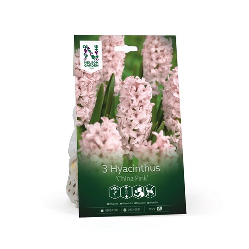 Hyacint, China Pink