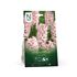 Hyacint, China Pink