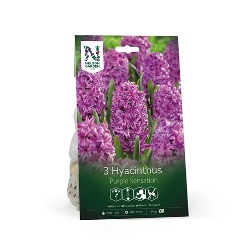 Hyacint, Purple Sensation