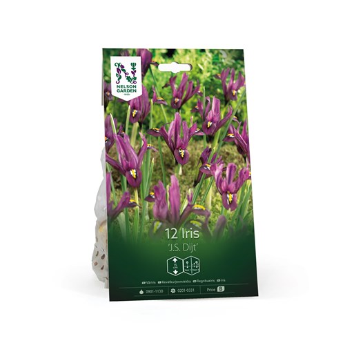 Iris, Våriris, J.S. Dijt