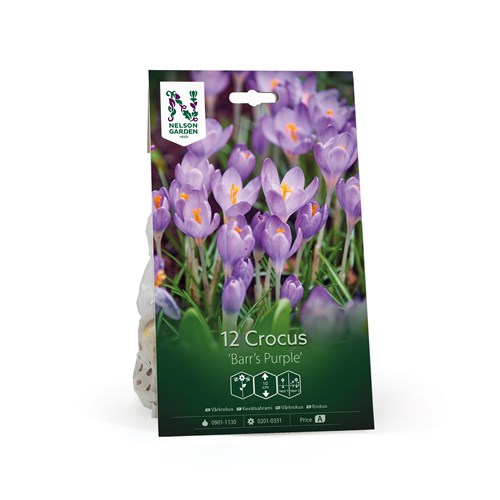 Krokus, botanisk, Barr´s Purple