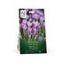Krokus, botanisk, Barr´s Purple