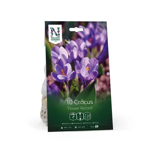 Krokus, storblommig, Flower Record