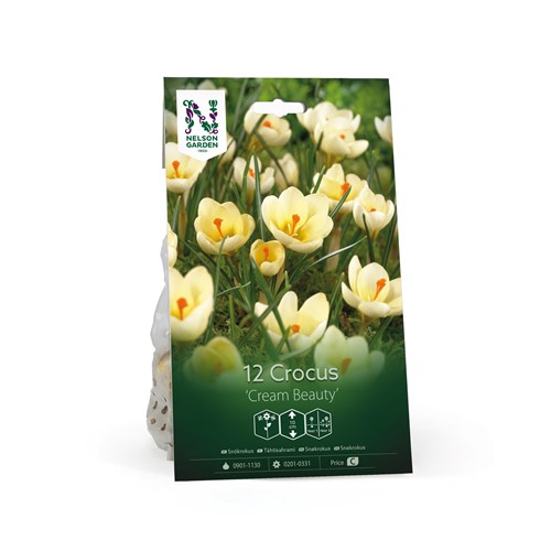 Krokus, botanisk, Cream Beauty