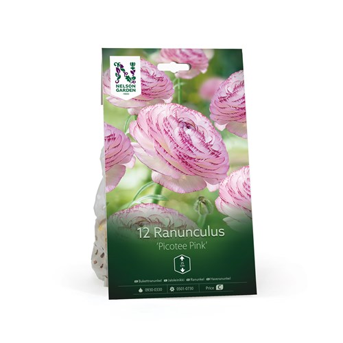 Ranunkel, Picotee Pink