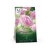 Ranunkel, Picotee Pink